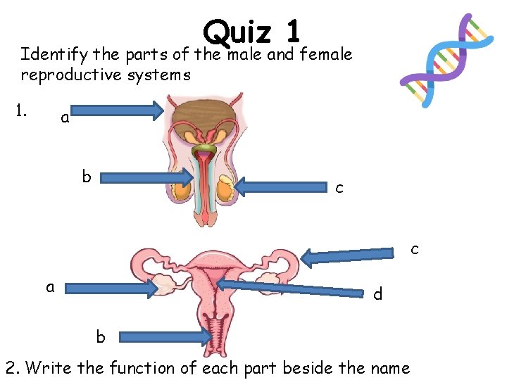 Quiz 1 Identify the parts of the male and female reproductive systems 1. a