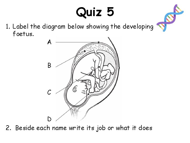 Quiz 5 1. Label the diagram below showing the developing foetus. A B C