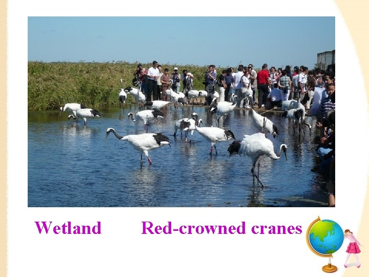 Wetland Red-crowned cranes 