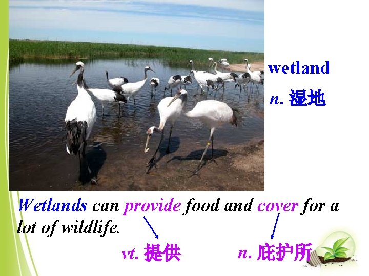 wetland n. 湿地 Wetlands can provide food and cover for a lot of wildlife.