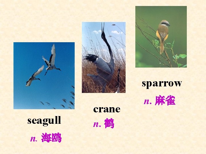 sparrow seagull n. 海鸥 crane n. 鹤 n. 麻雀 