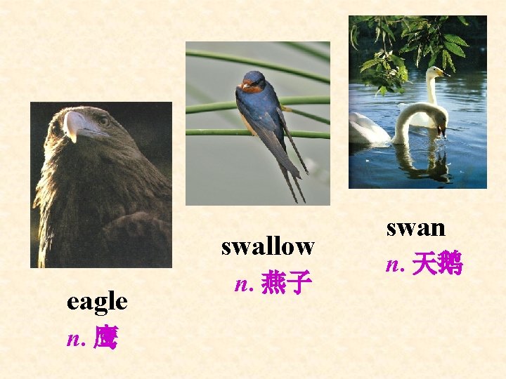 swallow eagle n. 鹰 n. 燕子 swan n. 天鹅 