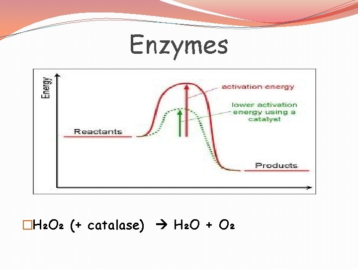 Enzymes �H₂O₂ (+ catalase) H₂O + O₂ 