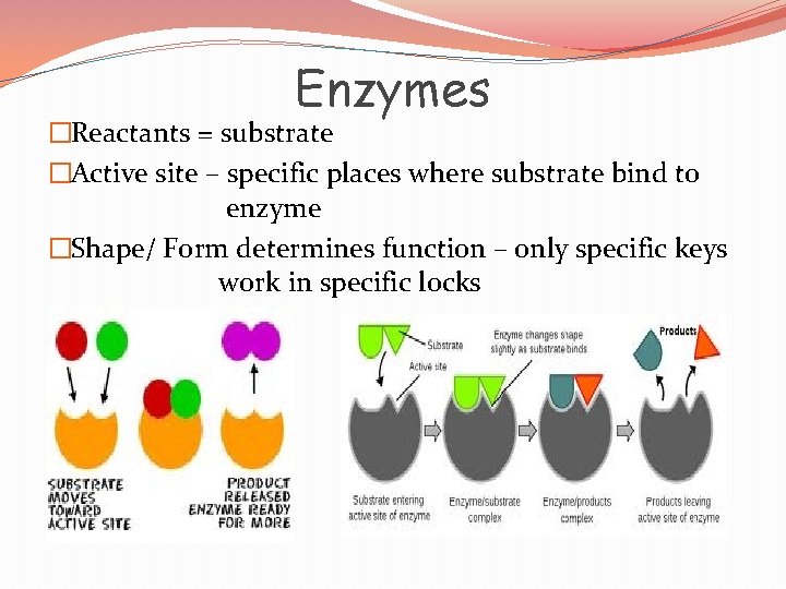 Enzymes �Reactants = substrate �Active site – specific places where substrate bind to enzyme