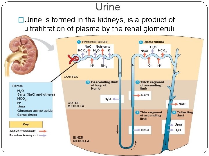 Urine �Urine is formed in the kidneys, is a product of ultrafiltration of plasma