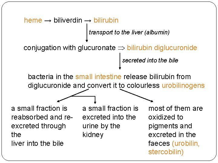 heme → biliverdin → bilirubin transport to the liver (albumin) conjugation with glucuronate bilirubin