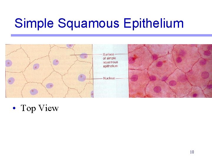 Simple Squamous Epithelium • Top View 10 