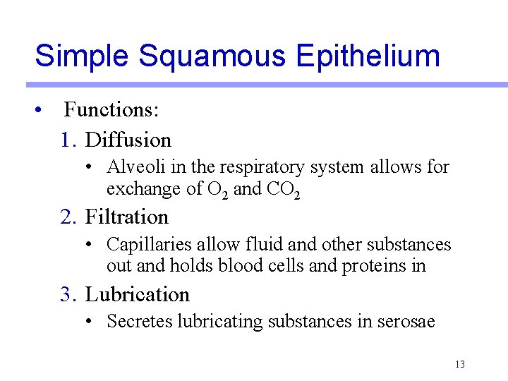 Simple Squamous Epithelium • Functions: 1. Diffusion • Alveoli in the respiratory system allows