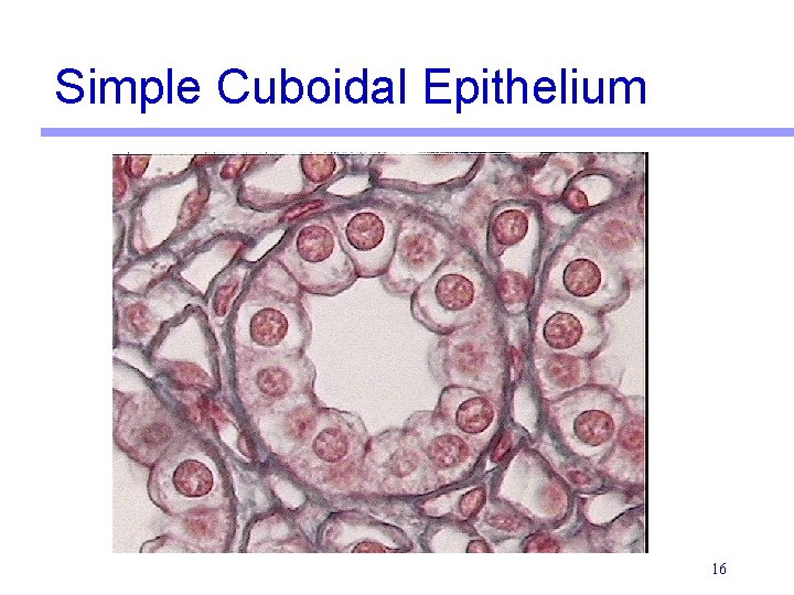 Simple Cuboidal Epithelium 16 
