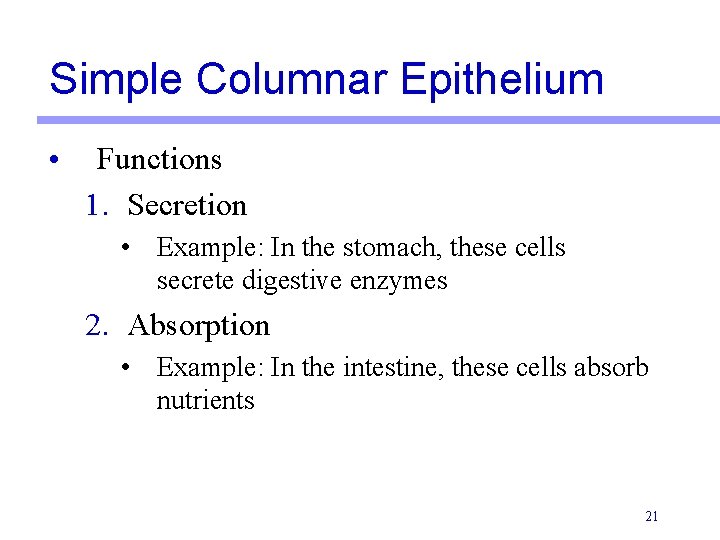 Simple Columnar Epithelium • Functions 1. Secretion • Example: In the stomach, these cells