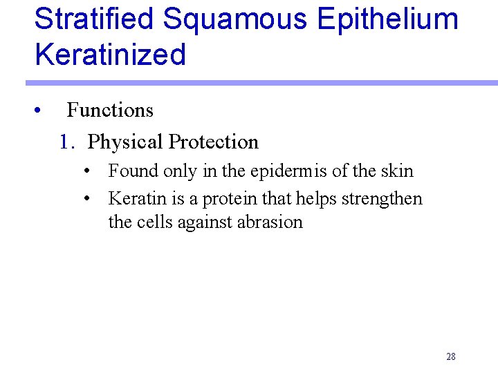 Stratified Squamous Epithelium Keratinized • Functions 1. Physical Protection • Found only in the