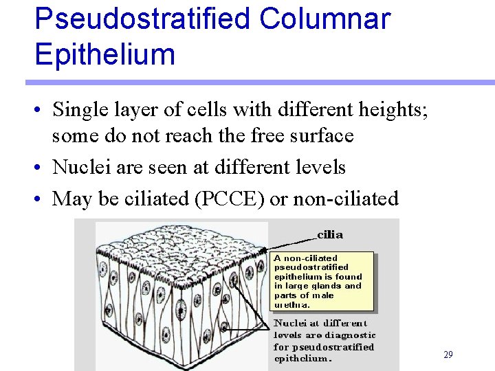 Pseudostratified Columnar Epithelium • Single layer of cells with different heights; some do not