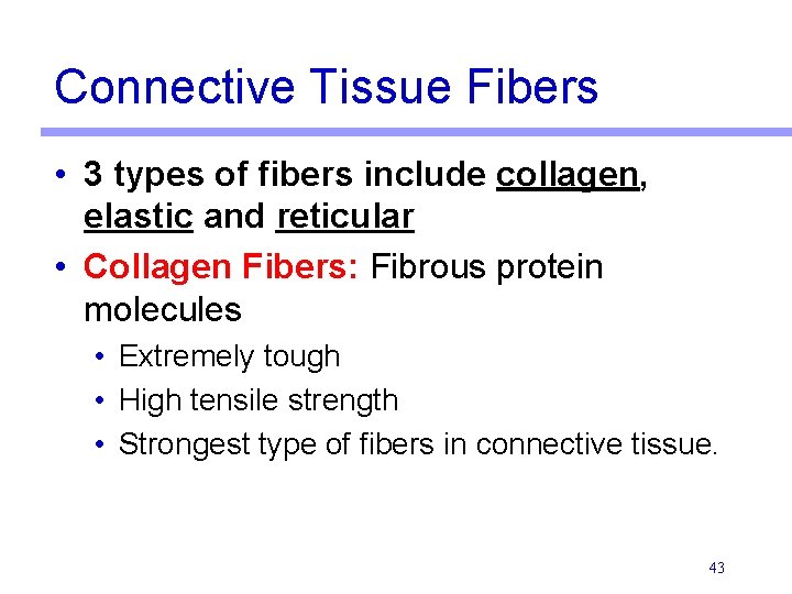 Connective Tissue Fibers • 3 types of fibers include collagen, elastic and reticular •