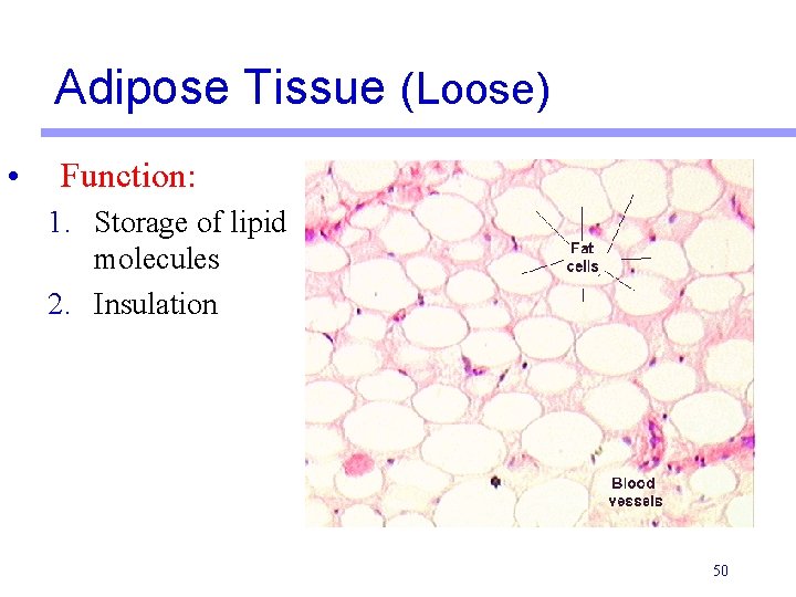Adipose Tissue (Loose) • Function: 1. Storage of lipid molecules 2. Insulation 50 