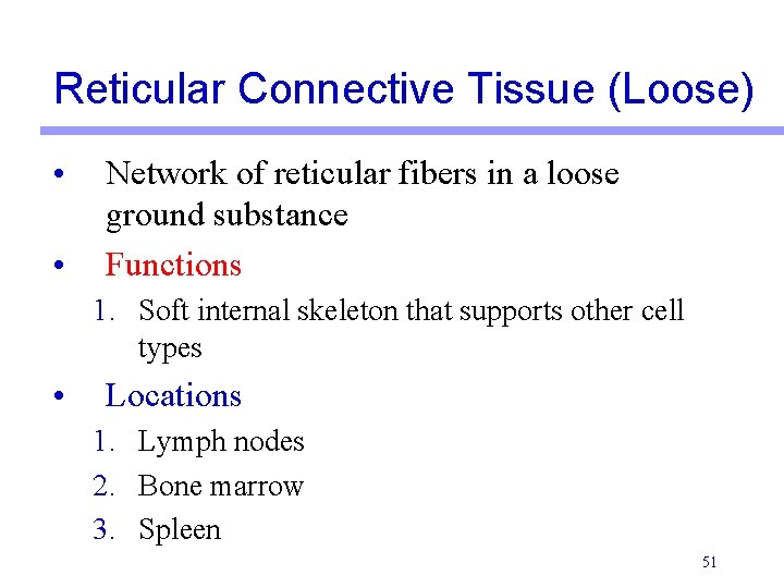 Reticular Connective Tissue (Loose) • • Network of reticular fibers in a loose ground