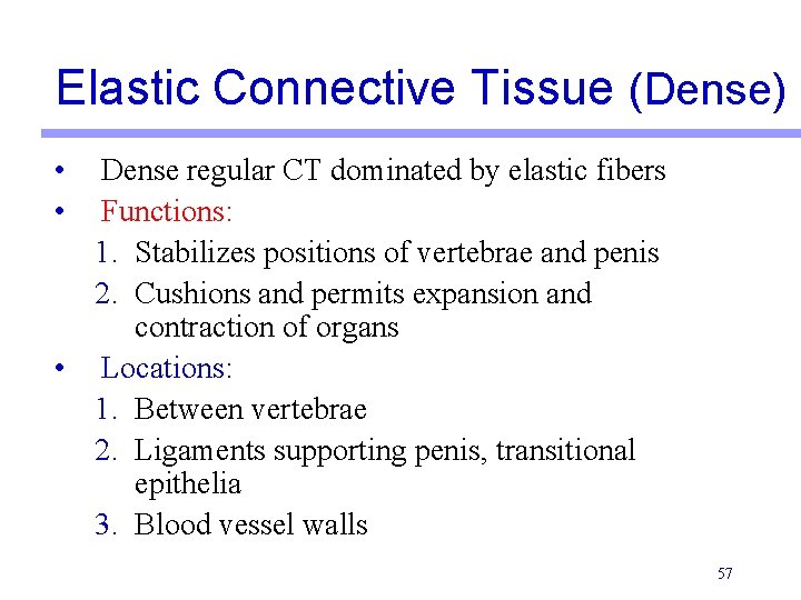 Elastic Connective Tissue (Dense) • • Dense regular CT dominated by elastic fibers Functions: