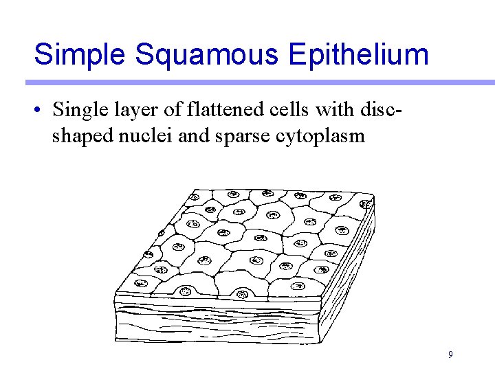 Simple Squamous Epithelium • Single layer of flattened cells with discshaped nuclei and sparse