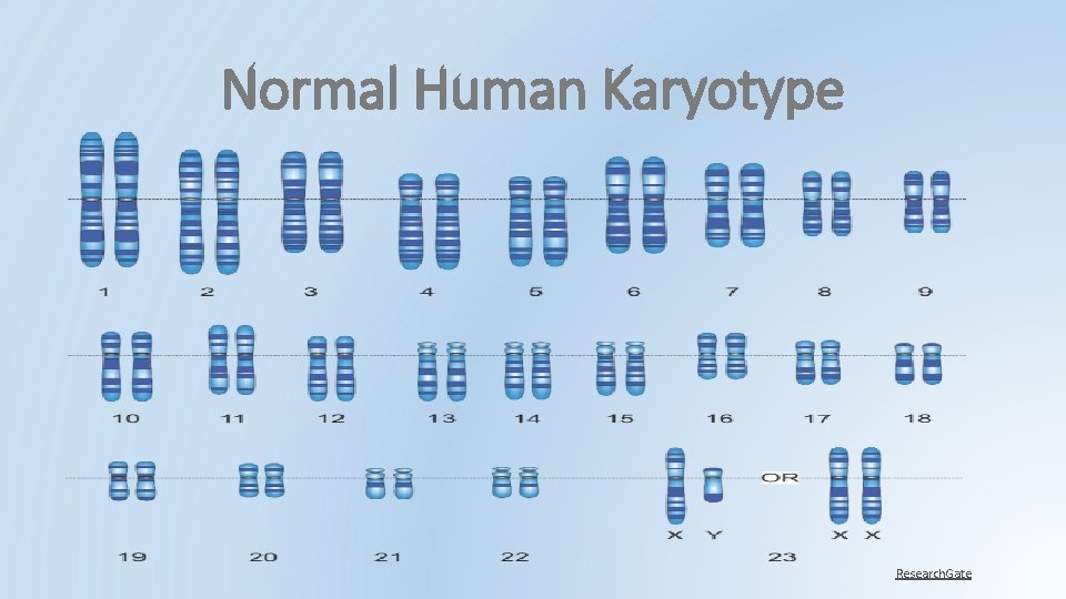 Normal Human Karyotype Research. Gate Normal Human Karyotype Research. Gate