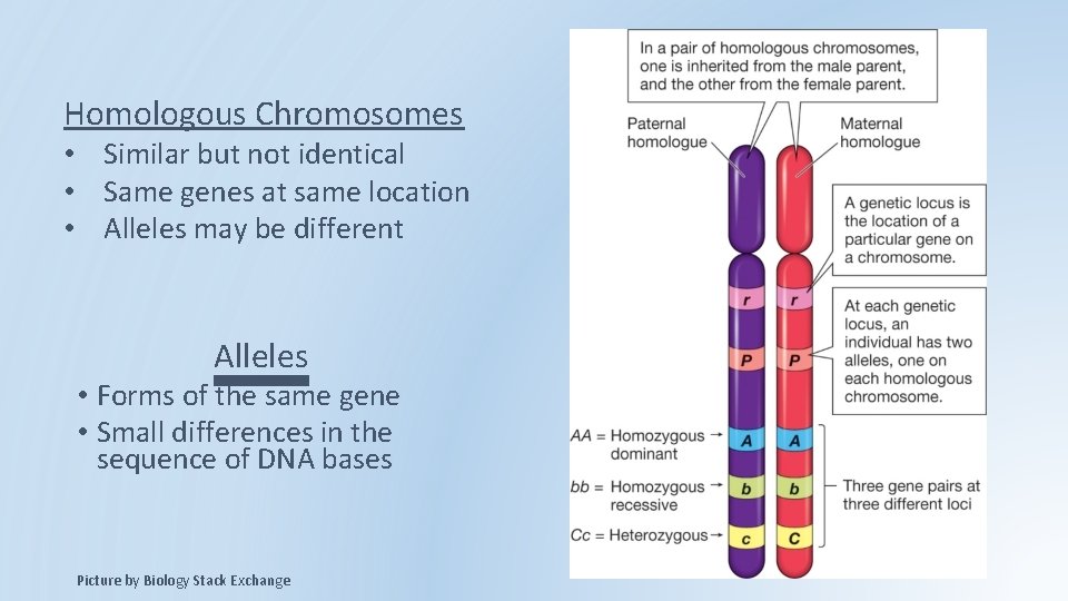 Homologous Chromosomes • Similar but not identical • Same genes at same location • Homologous Chromosomes • Similar but not identical • Same genes at same location •