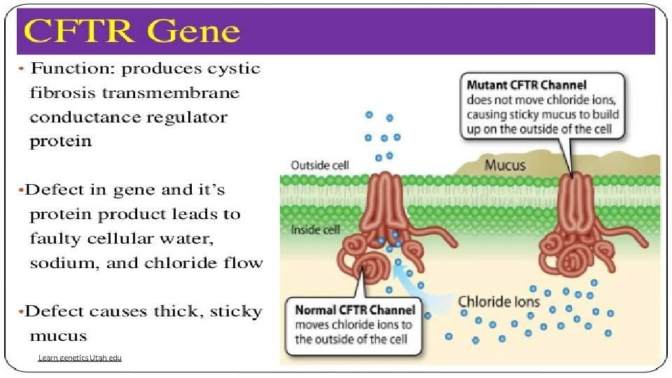Learn. genetics. Utah. edu Learn. genetics. Utah. edu