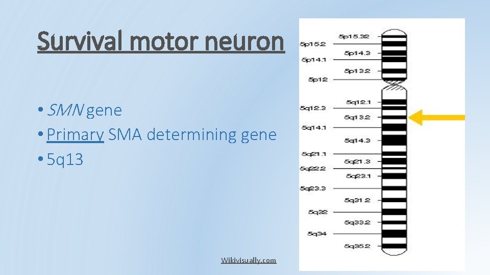 Survival motor neuron • SMN gene • Primary SMA determining gene • 5 q Survival motor neuron • SMN gene • Primary SMA determining gene • 5 q