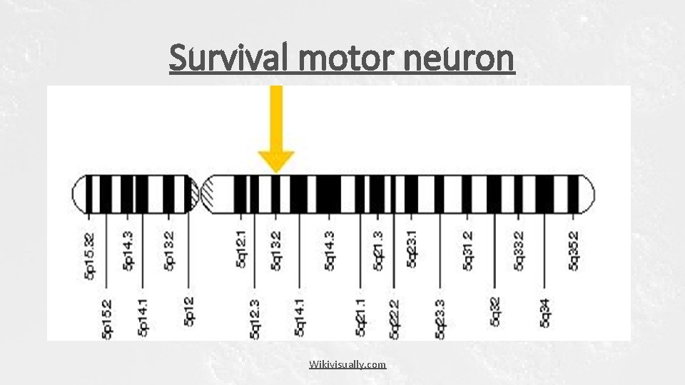 Survival motor neuron Wikivisually. com Survival motor neuron Wikivisually. com