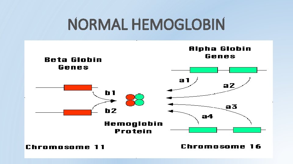 NORMAL HEMOGLOBIN NORMAL HEMOGLOBIN