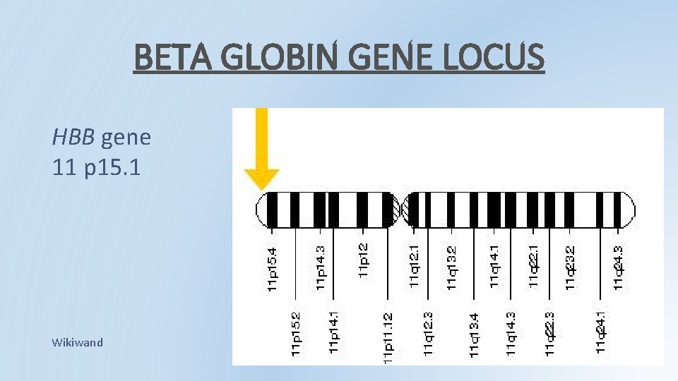 BETA GLOBIN GENE LOCUS HBB gene 11 p 15. 1 Wikiwand BETA GLOBIN GENE LOCUS HBB gene 11 p 15. 1 Wikiwand