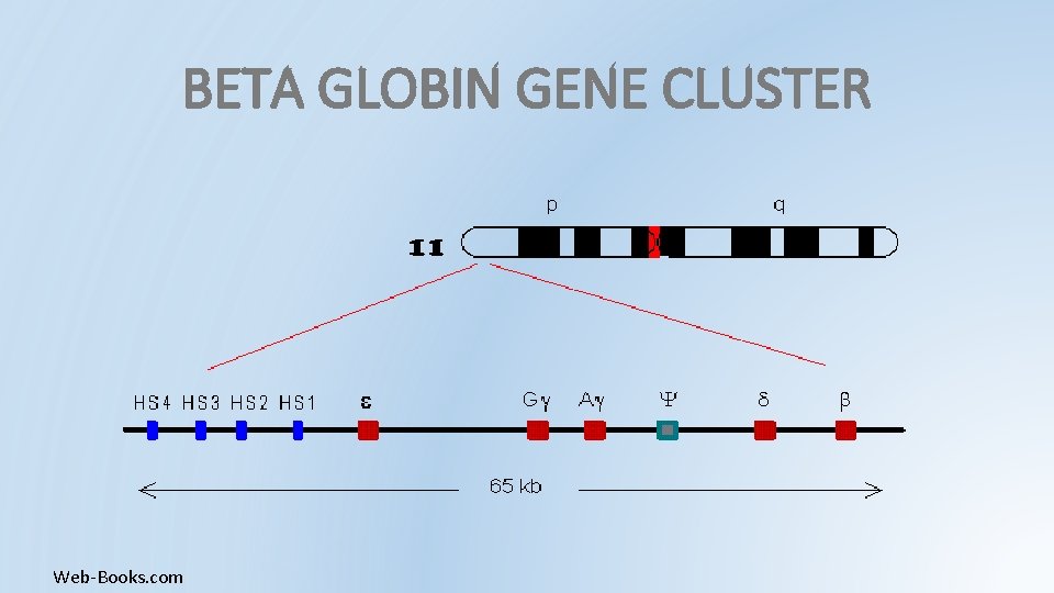 BETA GLOBIN GENE CLUSTER Web-Books. com BETA GLOBIN GENE CLUSTER Web-Books. com