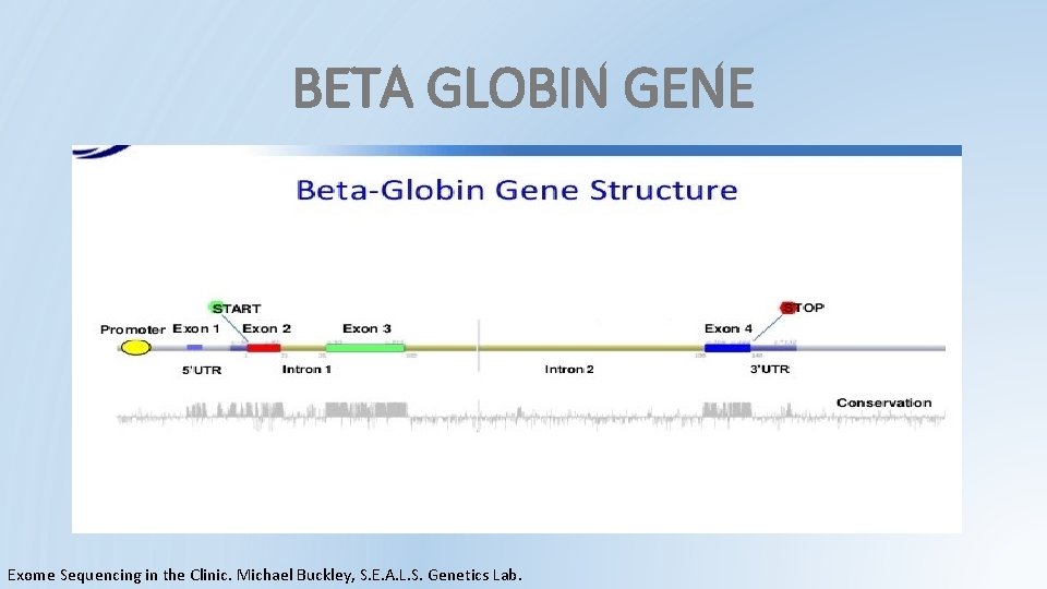 BETA GLOBIN GENE Exome Sequencing in the Clinic. Michael Buckley, S. E. A. L. BETA GLOBIN GENE Exome Sequencing in the Clinic. Michael Buckley, S. E. A. L.