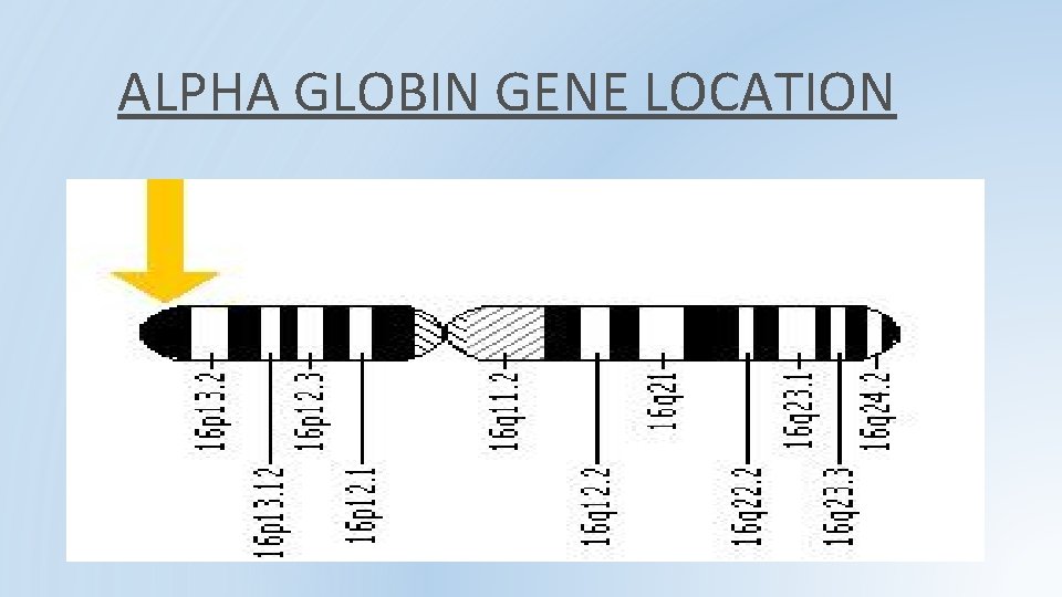 ALPHA GLOBIN GENE LOCATION ALPHA GLOBIN GENE LOCATION