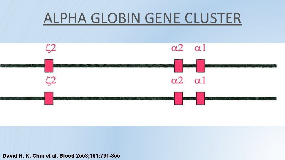 ALPHA GLOBIN GENE CLUSTER David H. K. Chui et al. Blood 2003; 101: 791 ALPHA GLOBIN GENE CLUSTER David H. K. Chui et al. Blood 2003; 101: 791
