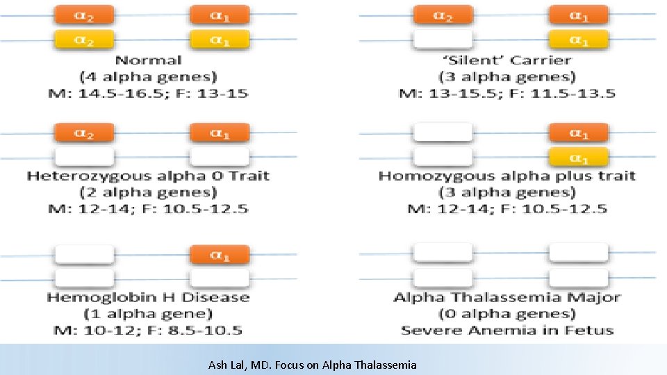 Ash Lal, MD. Focus on Alpha Thalassemia Ash Lal, MD. Focus on Alpha Thalassemia