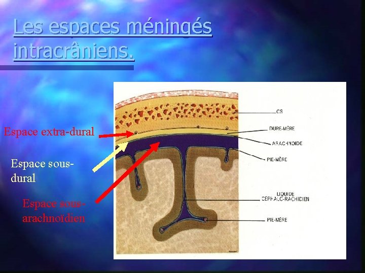 Les espaces méningés intracrâniens. Espace extra-dural Espace sousarachnoïdien 10 Les espaces méningés intracrâniens. Espace extra-dural Espace sousarachnoïdien 10