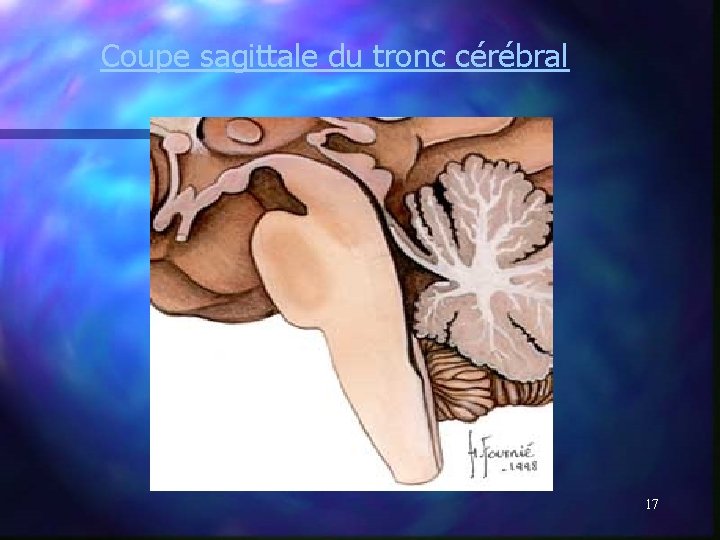 Coupe sagittale du tronc cérébral 17 Coupe sagittale du tronc cérébral 17