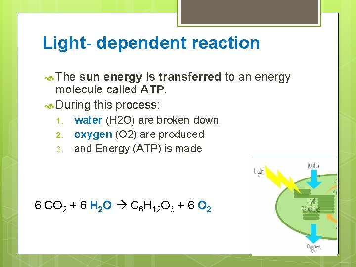 Light- dependent reaction The sun energy is transferred to an energy molecule called ATP.