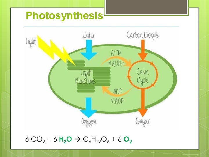 Photosynthesis 