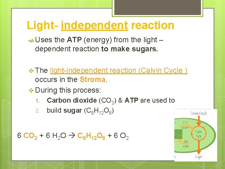 Light- independent reaction Uses the ATP (energy) from the light – dependent reaction to