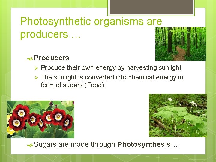 Photosynthetic organisms are producers … Producers Ø Ø Produce their own energy by harvesting