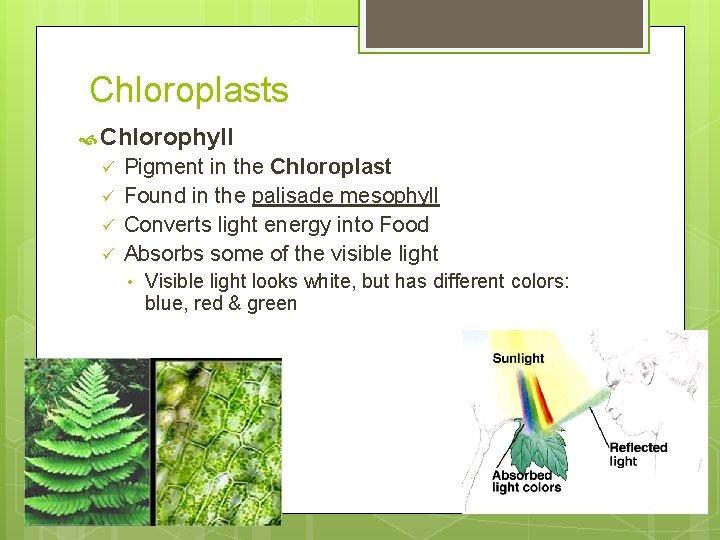 Chloroplasts Chlorophyll ü ü Pigment in the Chloroplast Found in the palisade mesophyll Converts