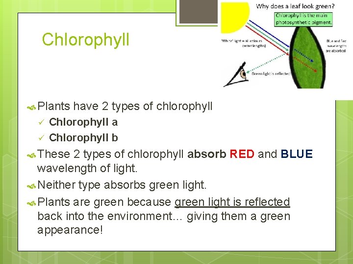 Chlorophyll Plants ü ü have 2 types of chlorophyll Chlorophyll a Chlorophyll b These