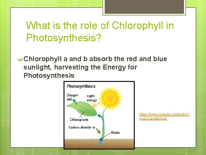 What is the role of Chlorophyll in Photosynthesis? Chlorophyll a and b absorb the