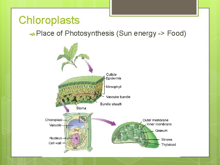 Chloroplasts Place of Photosynthesis (Sun energy -> Food) 