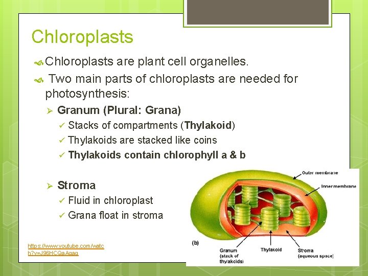 Chloroplasts are plant cell organelles. Two main parts of chloroplasts are needed for photosynthesis:
