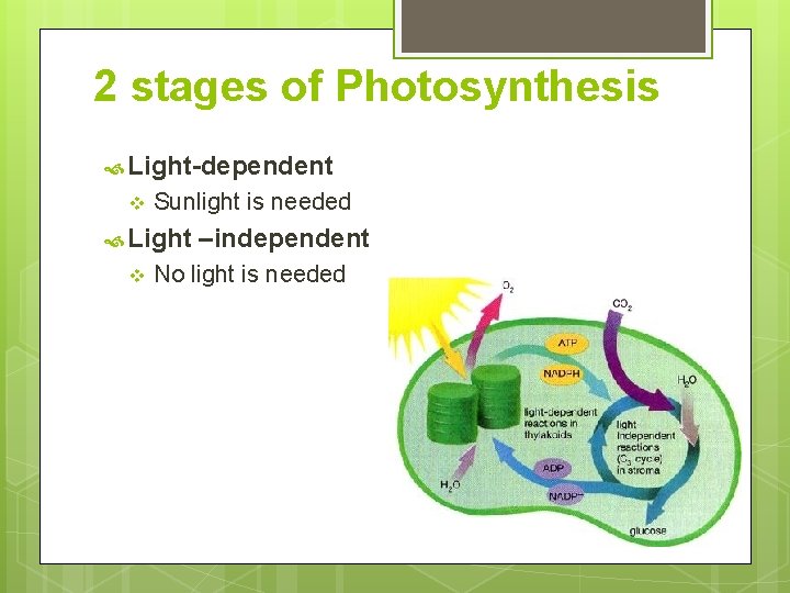 2 stages of Photosynthesis Light-dependent v Sunlight is needed Light v –independent No light