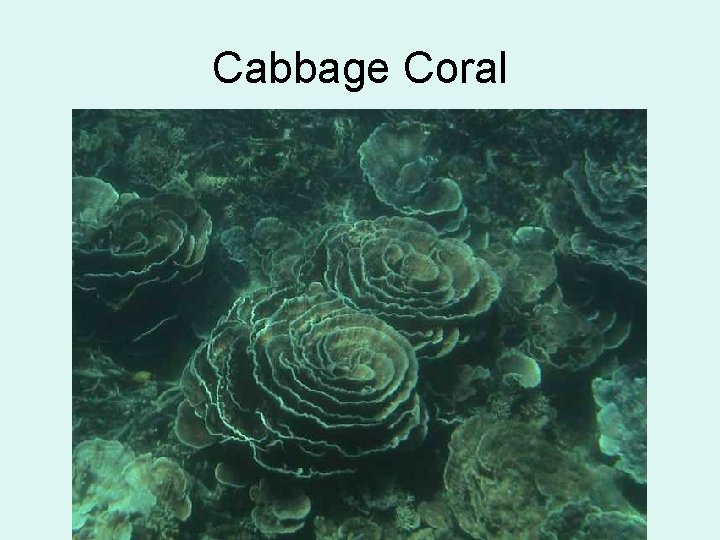 Cabbage Coral 