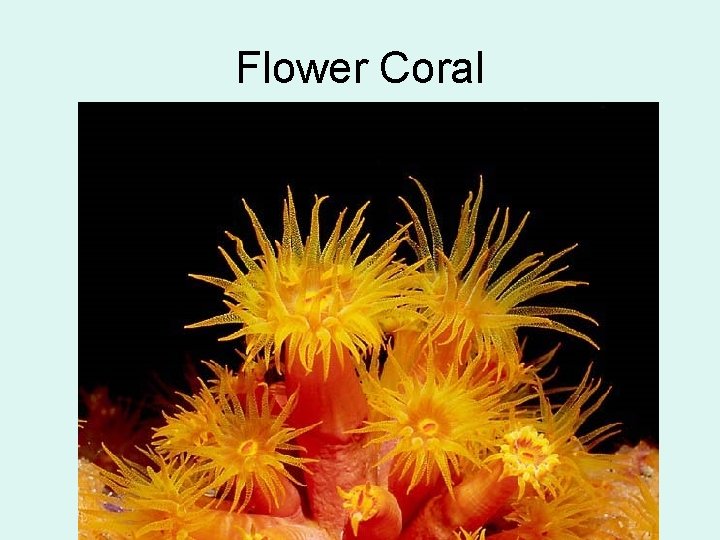 Flower Coral 