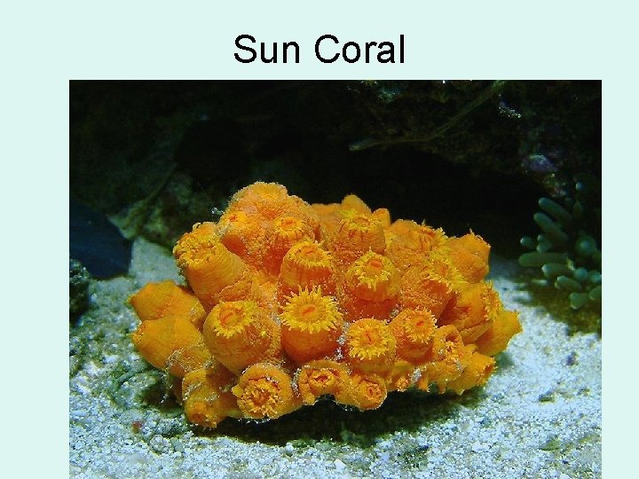 Sun Coral 