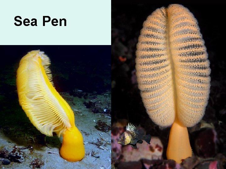 Sea Pen 