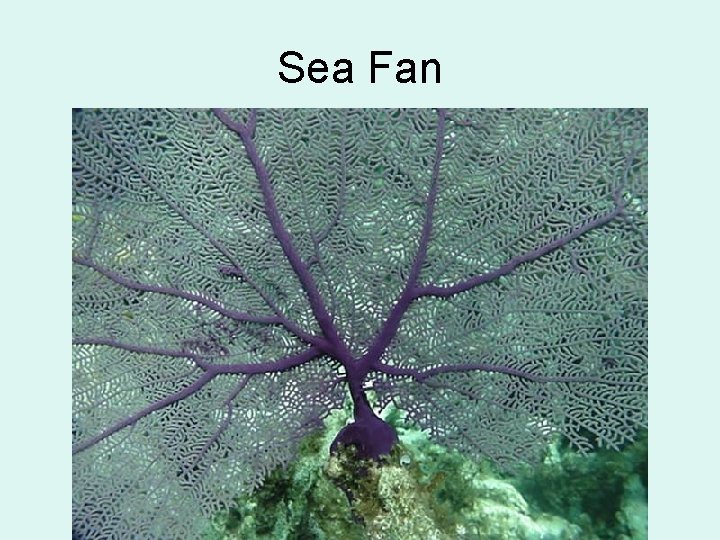 Sea Fan 